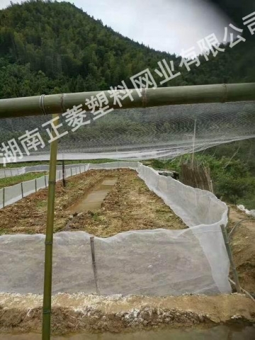 湖南岳阳泥鳅基地防鸟网案例